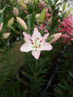 [5358 Perth DJ No02.JPG]